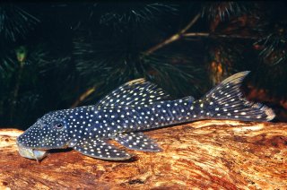 Pseudancistrus genisetiger- Slate Pleco 5-6cm