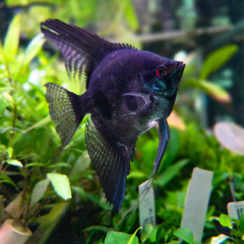 Pterophyllum Scalare - Dark Pinoy Scalare