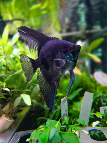 Pterophyllum Scalare - Dark Pinoy Scalare