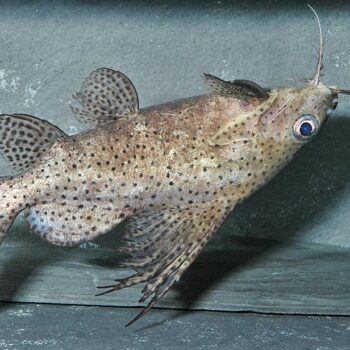 Synodontis eupterus - Featherfin Synodontis 12cm
