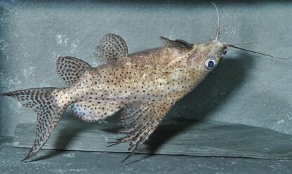 Synodontis eupterus - Featherfin Synodontis 12cm