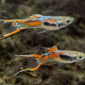 Poecilia wingei - K33 Endler Guppy (Male)
