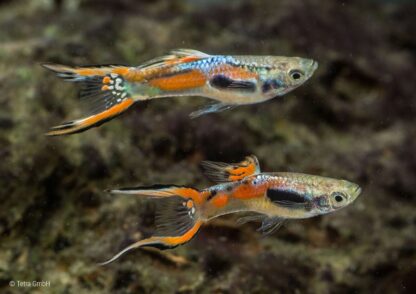 Poecilia wingei - K33 Endler Guppy (Male)