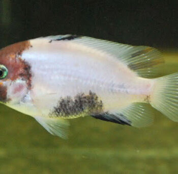 Vieja fenestrata white & marbled 10-12 cm