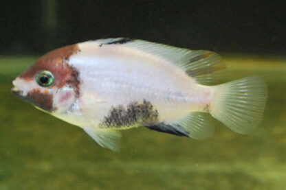 Vieja fenestrata white & marbled 10-12 cm
