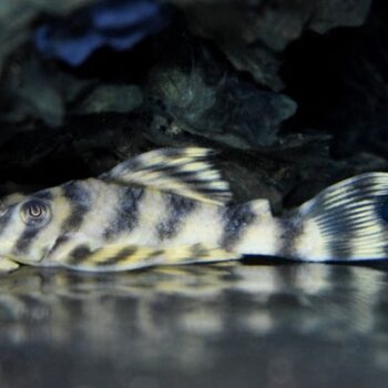 Peckoltia sp- Tiger Pleco L288 6-8cm