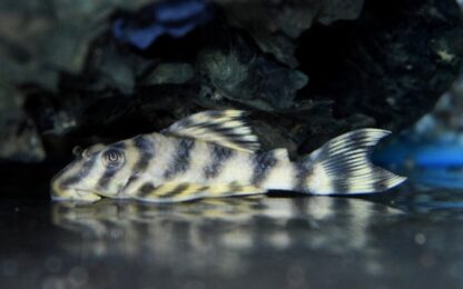 Peckoltia sp- Tiger Pleco L288 6-8cm