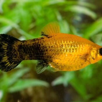 Poecilia latipinna - Golden Marble Molly