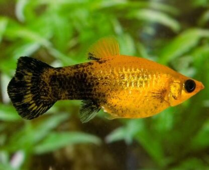 Poecilia latipinna - Golden Marble Molly