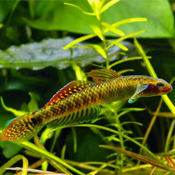 Stiphodon ornatus- Rainbow Stiphodon XL