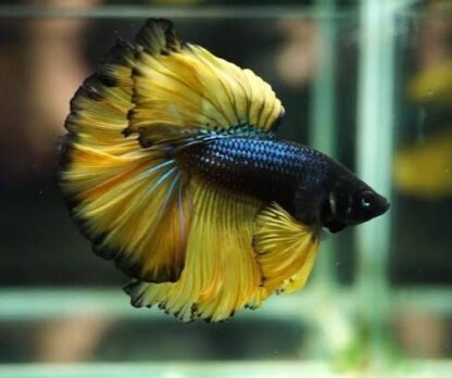 Betta splendens- Betta Rosetail Mustard Gas 3.5-4 cm