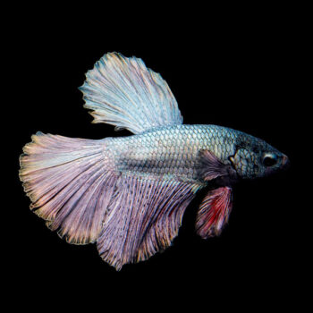 Betta splendens- Siamese Fighting Fish Full Copper Halfmoon
