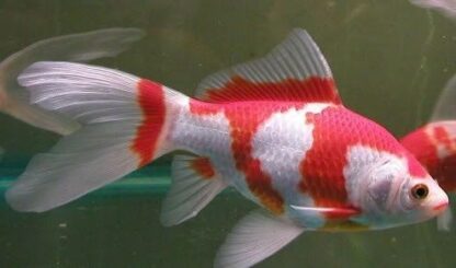Carassius auratus - Red and White Shubunkin 8-9 cm
