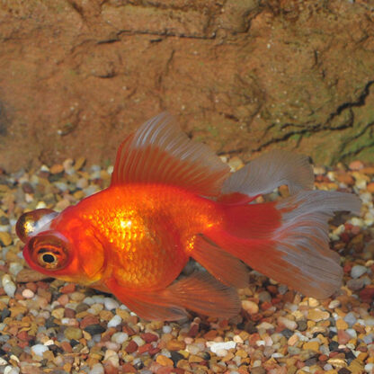Carassius auratus- Telescope Oranda 11-12 cm