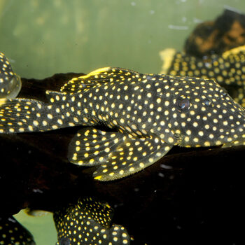 Baryancistrus sp L081
