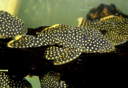 Baryancistrus sp L081