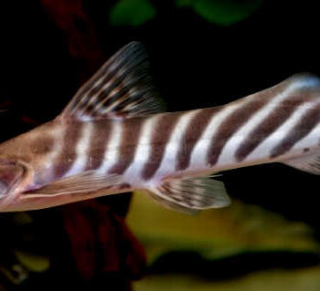 Brachyplatystoma tigrinum - Zebra Shovelnose Catfish 15cm