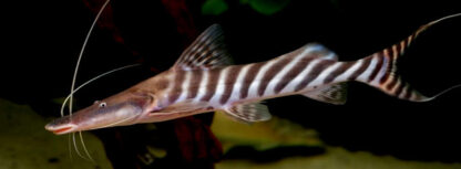 Brachyplatystoma tigrinum - Zebra Shovelnose Catfish 15cm
