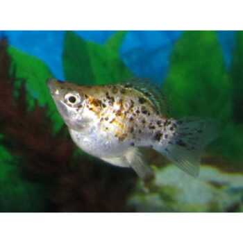 Poecilia Latipinna- Molly Balloon Leopard 2-2.5cm