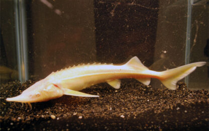 A. Ruthenus Albino (EU-BRED) 25/30- Sterlet Sturgeon Albino