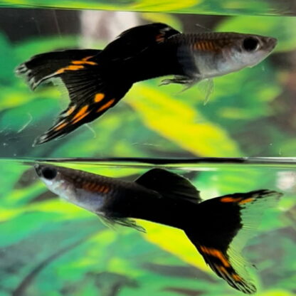 Poecilia reticulata- Guppy Black Flame Lyretail 3-3.5cm