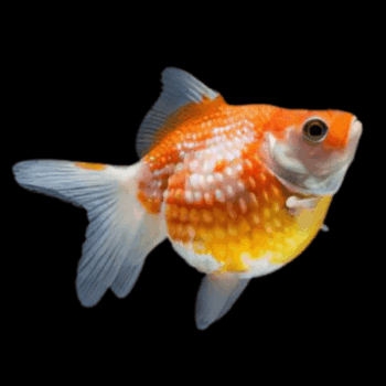 Carassius auratus - Red and White Pearlscale 4-5cm