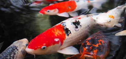 Cyprinus carpio- Koi Carp 8-12cm