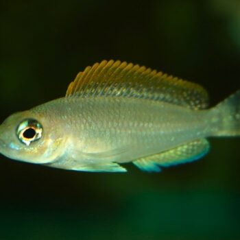 Neolamprologus caudopunctatus- Kapampa Cichlid
