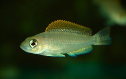 Neolamprologus caudopunctatus- Kapampa Cichlid