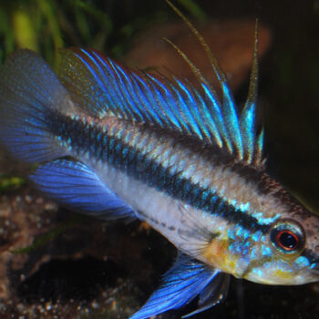 Apistogramma trifasciata- Three-Striped Apistogramma 3cm
