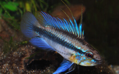Apistogramma trifasciata- Three-Striped Apistogramma 3cm