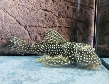 Scobinancistrus pariolispos L048 -  Golden Cloud Pleco