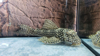 Scobinancistrus pariolispos L048 -  Golden Cloud Pleco