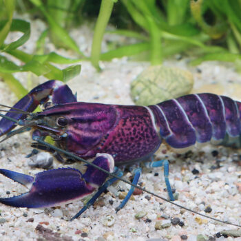 Cherax pulcher- Dark Purple Arm Pulcher Crayfish 15cm