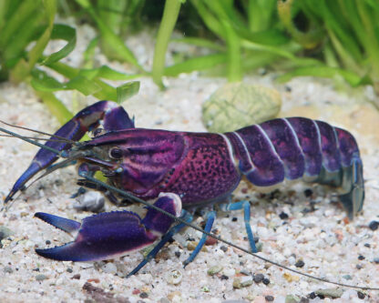 Cherax pulcher- Dark Purple Arm Pulcher Crayfish 15cm