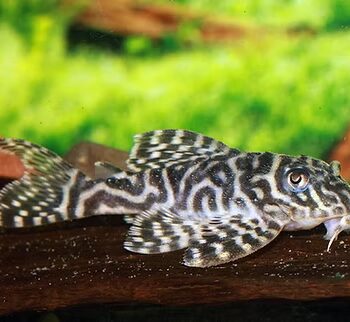 Hypancistrus Sp. - L400 S/M