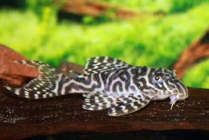 Hypancistrus Sp. - L400 S/M