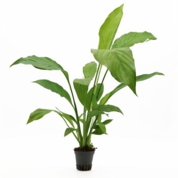 S.I Spathiphyllum wallisli