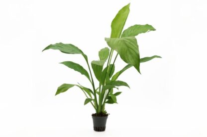 S.I Spathiphyllum wallisli