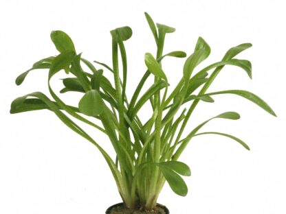 Stoffels Sagittaria teres