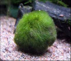 GoGoballs Aegagrophila Μoss Ball (Chladophora)