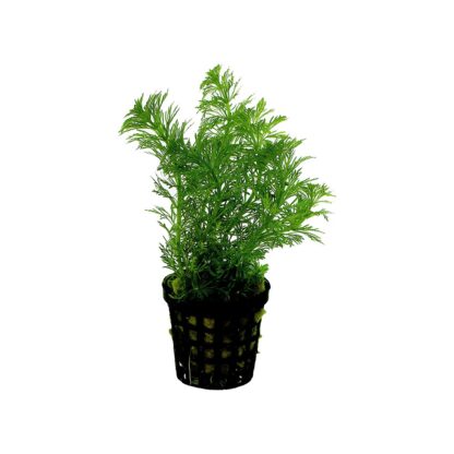 Limnophila heterophylla (topf)