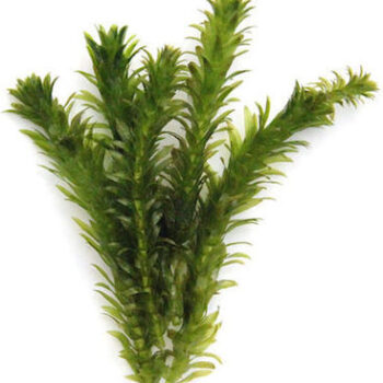Egeria densa (Bund)