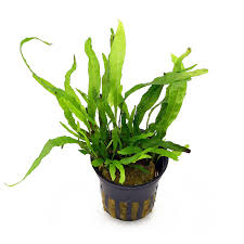 Microsorum pteropus 'Trident'