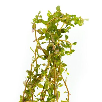 Rotala rotundifolia"Blood Red" (topf)