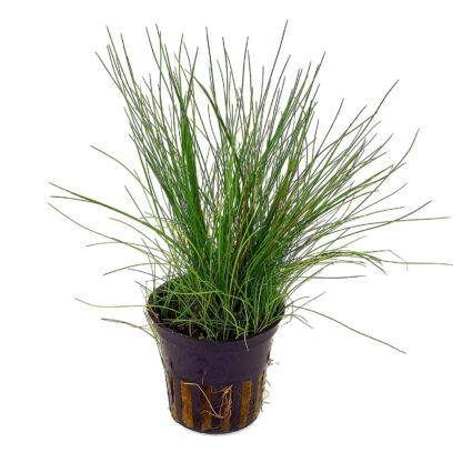 Eleocharis acicularis (topf)