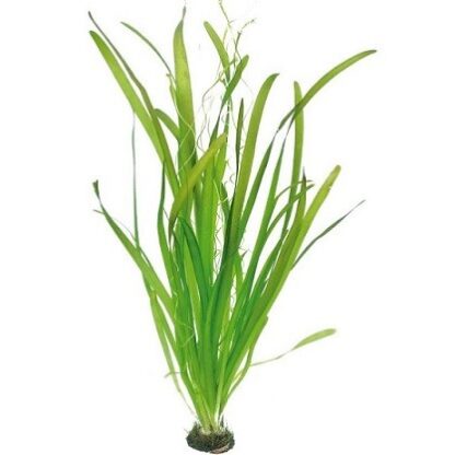 Vallisneria australis (gigantea) (topf)