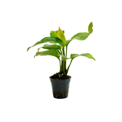 Anubias heterophylla (topf)