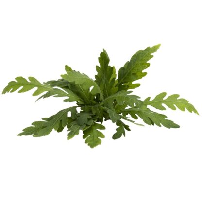 Hygrophila pinnatifida (topf)