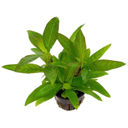 Hygrophila corymbosa 'Siamensis' (topf)